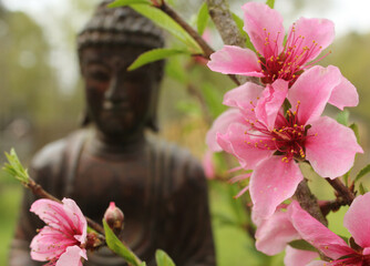 Pink Peach Blossoms with Buddha Statue in Background