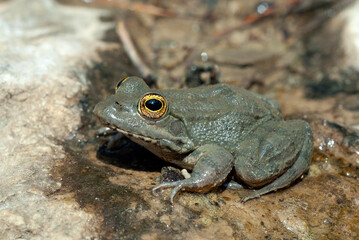 Karpathos frog // Karpathos-Wasserfrosch (Pelophylax cerigensis)