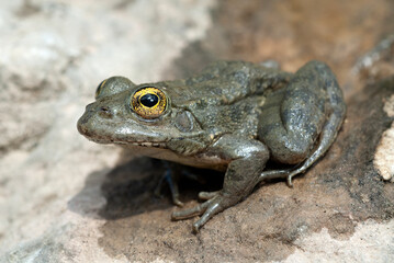 Karpathos-Wasserfrosch // Karpathos frog (Pelophylax cerigensis)