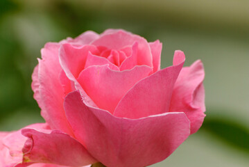 pink rose close up