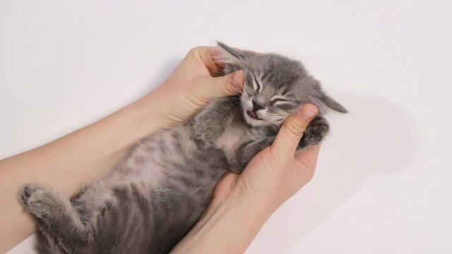 A man strokes a kitten on a white background, the cat smiles and nods his head to the side.