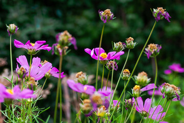 flowers in the meadow