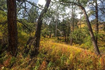 Obraz premium colorful autumn spruce forest in altai