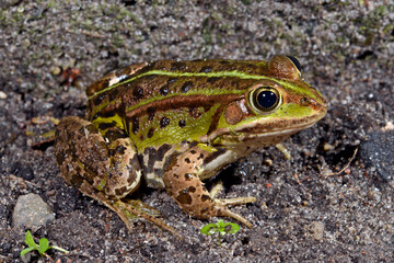Teichfrosch // Edible frog (Pelophylax esculentus)
