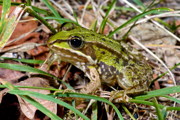 Edible frog // Teichfrosch (Pelophylax esculentus)