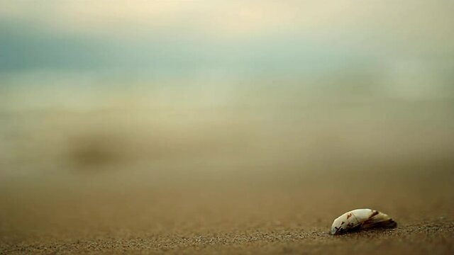 Beautiful scene with lonely sea shell and blurred wave background. Sea and seashells. Beach and seashells close-up on the beach. Sea coast