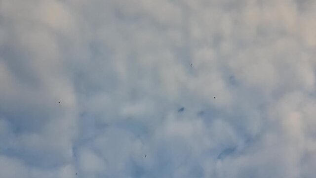 Flocks of different birds flying in the air over sky and clouds background. Autumn migration, seasonal cloudscape scene