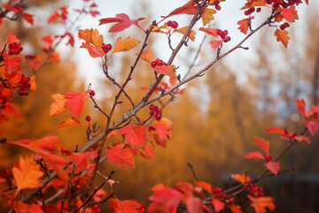 Autumn landscape with hawthorn branch