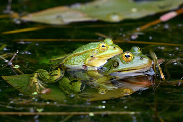 Kleiner Wasserfrosch // Pool frog (Pelophylax lessonae)