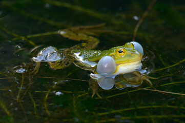 Pool frog // Kleiner Wasserfrosch (Pelophylax lessonae)