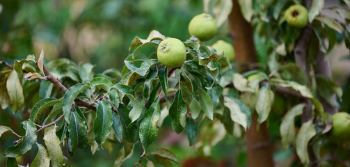 Ripe organic cultivar green pears in the summer garden.