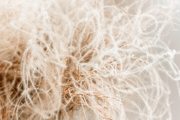Abstract feather grass closeup for wabi-sabi interior design. Natural fluffy decoration for cozy minimalist home, earth beige and sandy tones backdrop