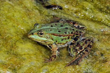 Edible frog // Teichfrosch (Pelophylax esculentus)