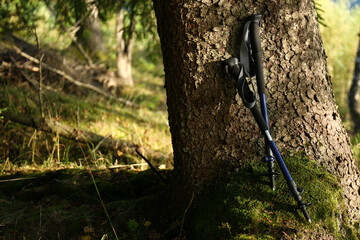 Trekking poles near tree in forest. Space for text