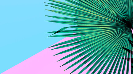 palm leaf on blue and pink pastel background