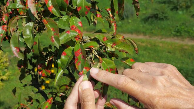 Pear leaf infected with gymnosporangium sabinae rust and Septoria Leaf Spot Septoria aegopodii. Man gardener hand hold 
