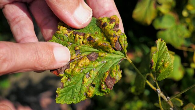 Black currant leaves damaged by fungal disease anthracnose in hands close up