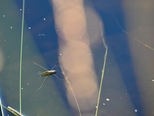 Close up of Water Strider (gerridae).