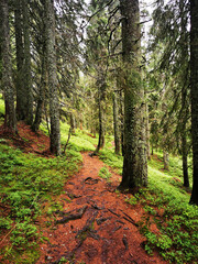 Fototapeta premium path in the woods