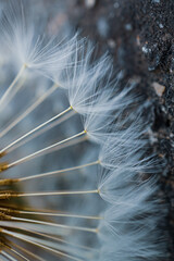 close up of the dandelion flower seed in springtime