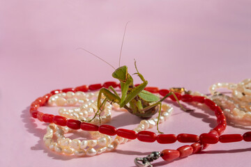 Portrait femme fatale. Female happiness: trying on new jewelry. Praying Mantis. Mantodea. Super...