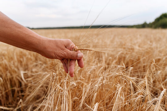 Senior man touching wheat crop on field