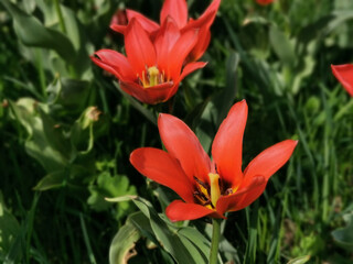 Red tulips with sharp petals and a black center. The festival of tulips on Elagin Island in St. Petersburg.