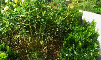 green grass in the garden