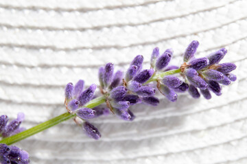Close up view of Lavandula angustifolia also known as common lavender, true lavender or English...