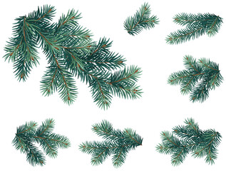 Realistic vector Christmas isolated tree branches. Blue and green fir. 