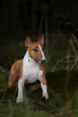 Собака породы английский бультерьер в лесу. Бультерьер и осень.