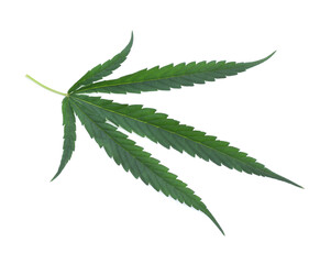 cannabis leaf isolated on white background