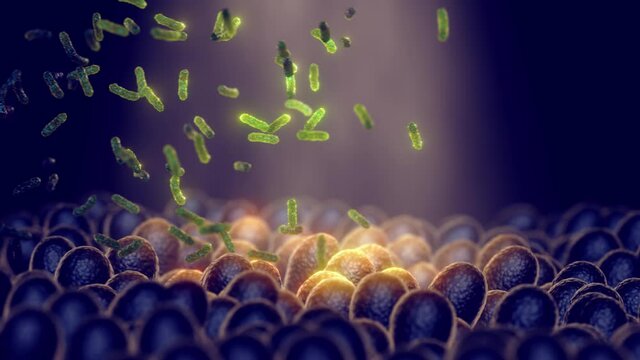 Animation of Intestinal bacteria. Probiotics are beneficial bacteria used to help the growth of healthy gut flora. Gut microbiome helps control intestinal digestion and the immune system