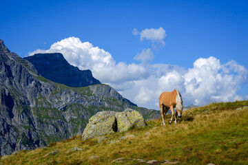 Tamed horse on the wild mountain