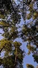 Fototapeta premium trees in the forest