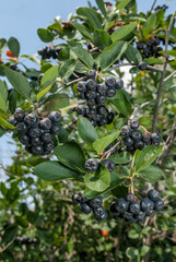 Black Chokeberry (Aronia melanocarpa) in orchard