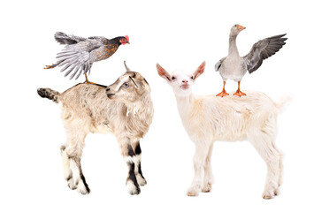Two funny goats standing with chicken and goose on their backs isolated on white background