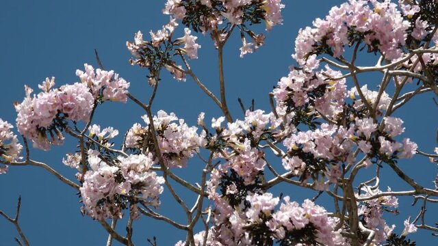 Tree Tabebuia Rosea pink section arbol close up with blue sky Roble Sabana flor rosada 4k