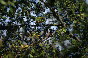 Wild ripe blackthorn (Prunus spinosafruit) ready for harvesting, alternative fruit products concept