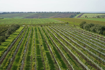Fototapeta na wymiar Covered vineyard with ripe fruit aerial panoramic view, Moravia wine region, Czechia