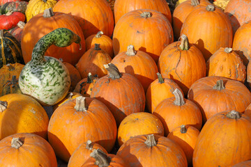 Colorful pumpkins for Halloween, background and texture
