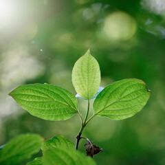 green tree leaves in spring season, green background