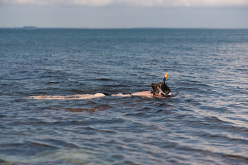 Girl a diver in the snorkeling mask on the blue water background.