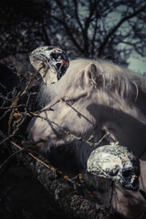 Girl and Horse with Halloween Decorations. Halloween animal.