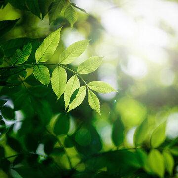 green tree leaves in spring season, green background