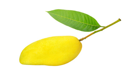Yellow ripe mango and green leaves on a white background.
