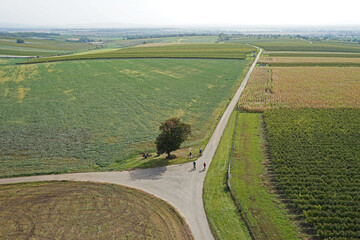 Beautiful three way road junction between vineyards and fields and lone tree, tourists on bicycles,...