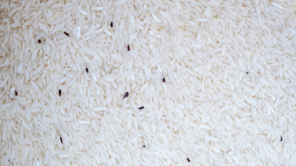 Small sitophilus oryzae insect in a packet of rice.