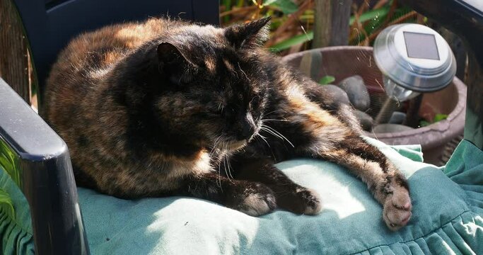 video of calico tortoiseshell cat resting in the sun 
