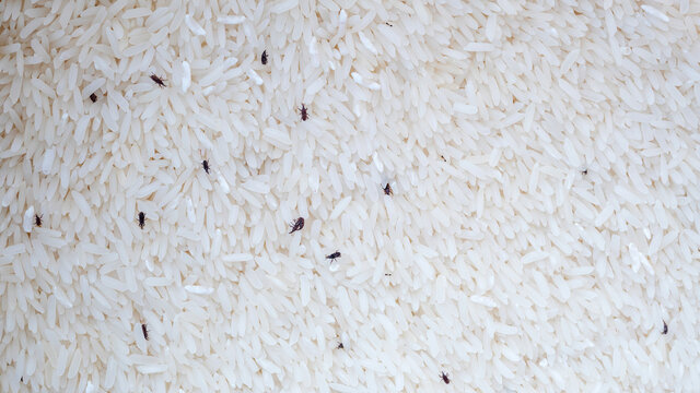 Small sitophilus oryzae insect in a packet of rice.